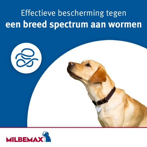 ontworming tegen veel soorten wormen hond milbemax